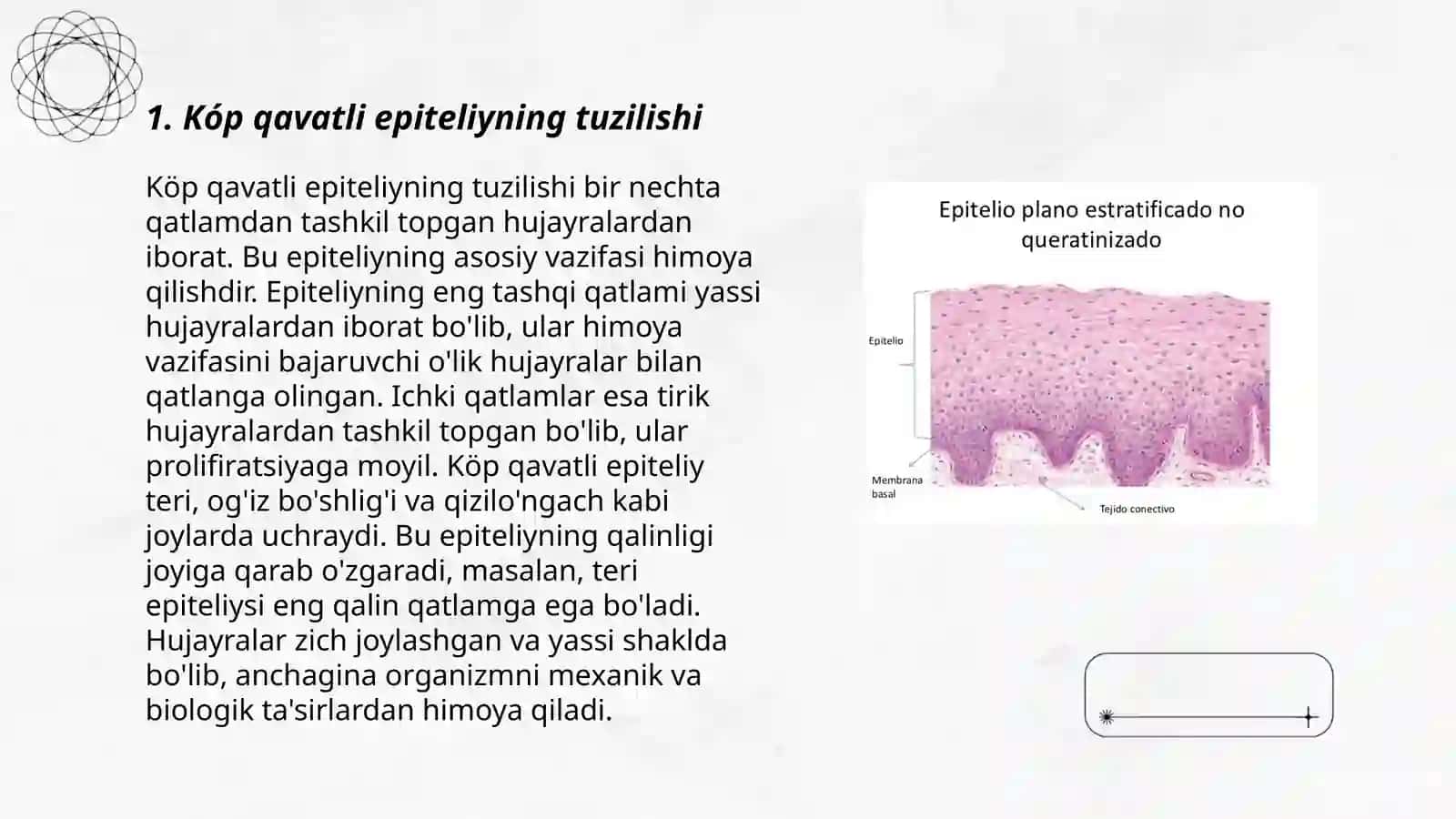 Kóp qavatli mugizlanmaydigam yassi epiteliyning qavatlarini tahlil qilish 3
