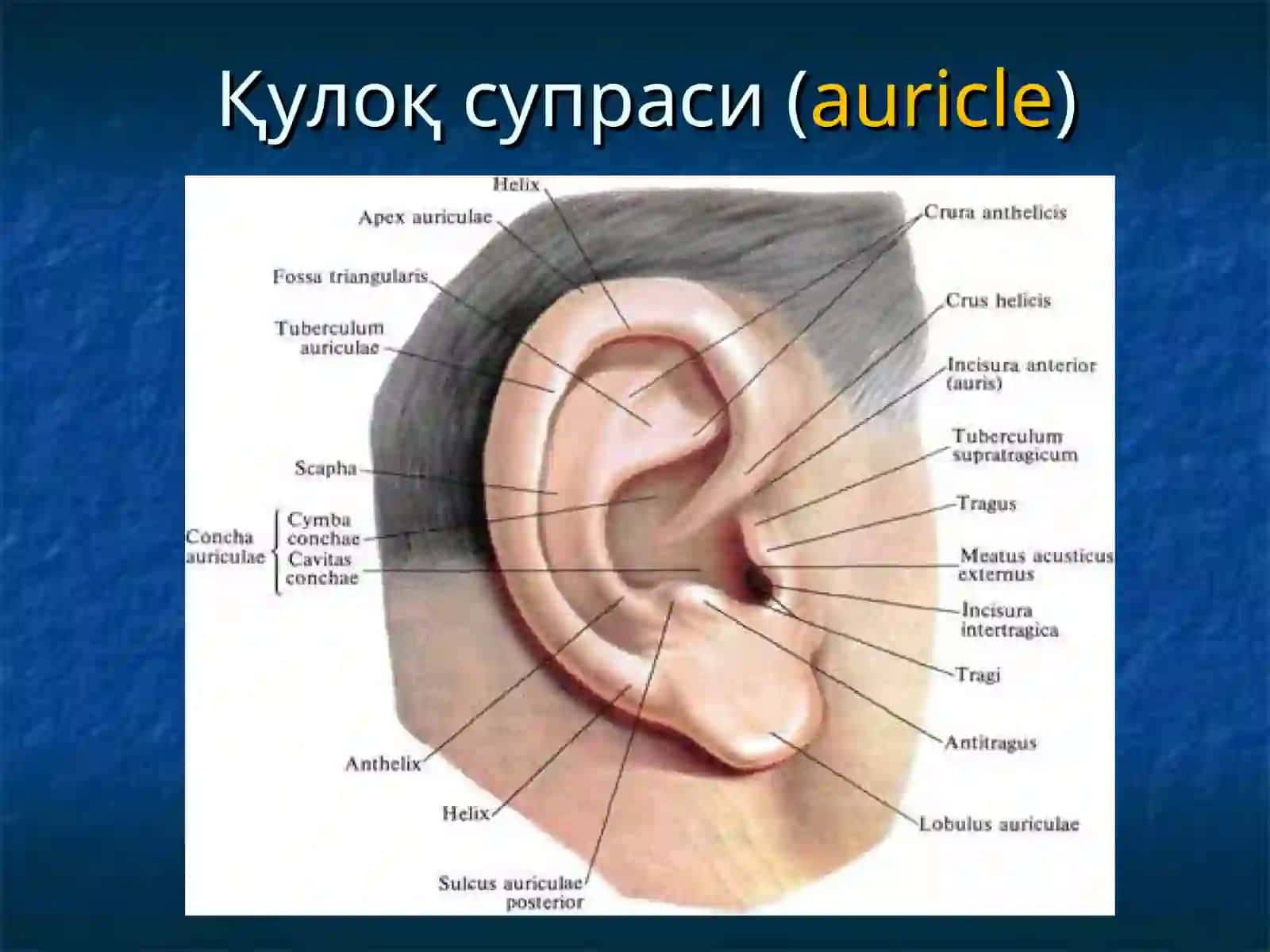 OTOGENIC INTRACRANIAL COMPLICATIONS. NONSUPPURATIVE EAR INFECTIONS. CHRONIC CATARRH OF THE MIDDLE EAR. SENSORINEURAL HEARING LOSS. OTOSCLEROSIS. MENIERE'S DISEASE 3