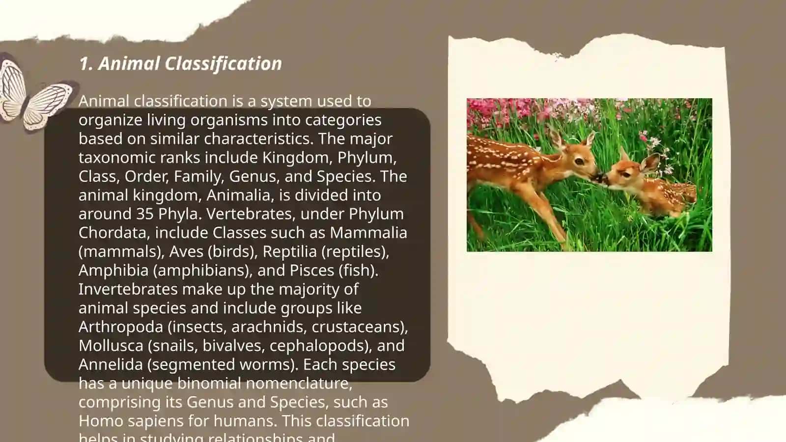 Animal Classification 3