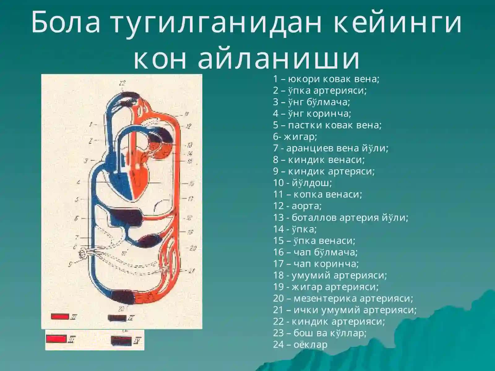 Юракда шовкин синдроми: тугма ва орттирилган юрак нуксонлари 3