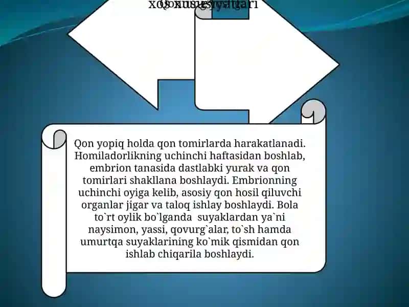 QONNING TUZILISHI, FUNKSUYALARI VA YOSHGA OIDXUSUSIYATLARI 3