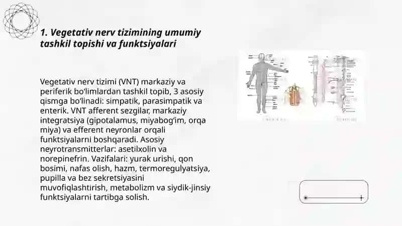 Vegetativ nerv tizimi fiziologiyasi 3