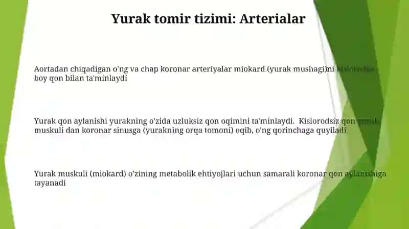 Yurak qon aylanishi yurak mushaklari 3