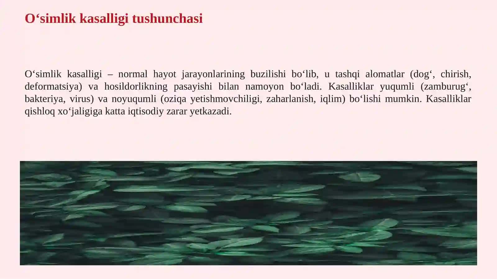 O‘SIMLIK KASALLIKLARI, ULARNING SABABLARI VA HIMOYA QILISH USULLARI 3