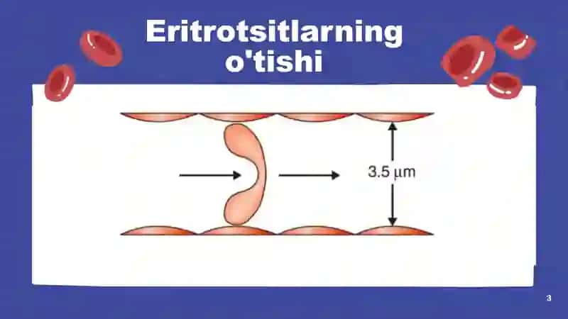 Eritrotsitlar, Gemoglobin va uning turlari 3