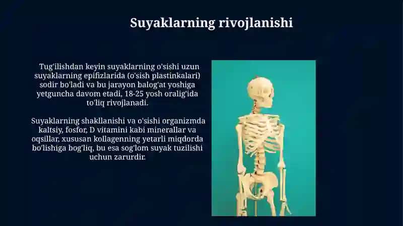 Suyakning tuzilishi 3
