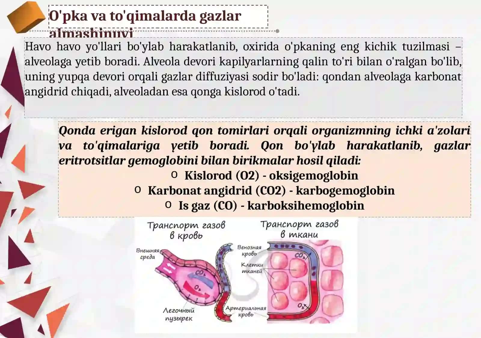Biologiya - O'pka hayotiy sig'imi 3
