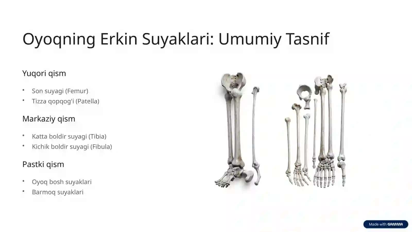 Osteologiya: Oyoqning Erkin Suyaklari Anatomiyasi 3