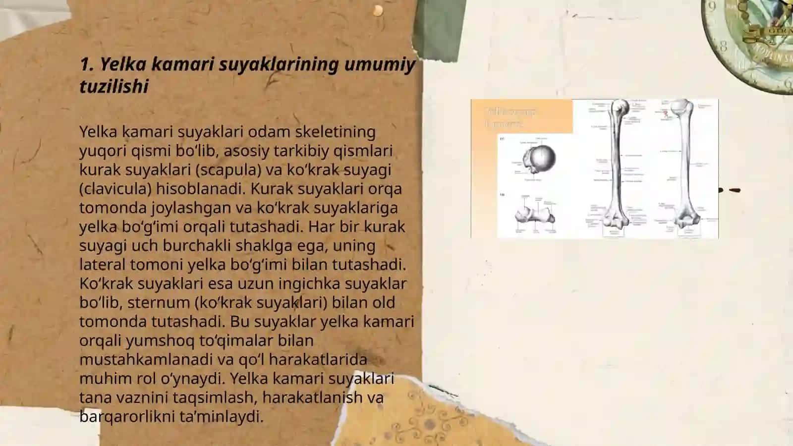 Yelka kamari qoʻl erkin qism suyaklar.Tuzilishi yoshgadoyir xususiyatlari 3