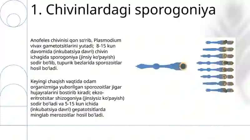 Plasmodium Vivax (Rivojlanish sikli Inkubasion davri Eritrositar) 3