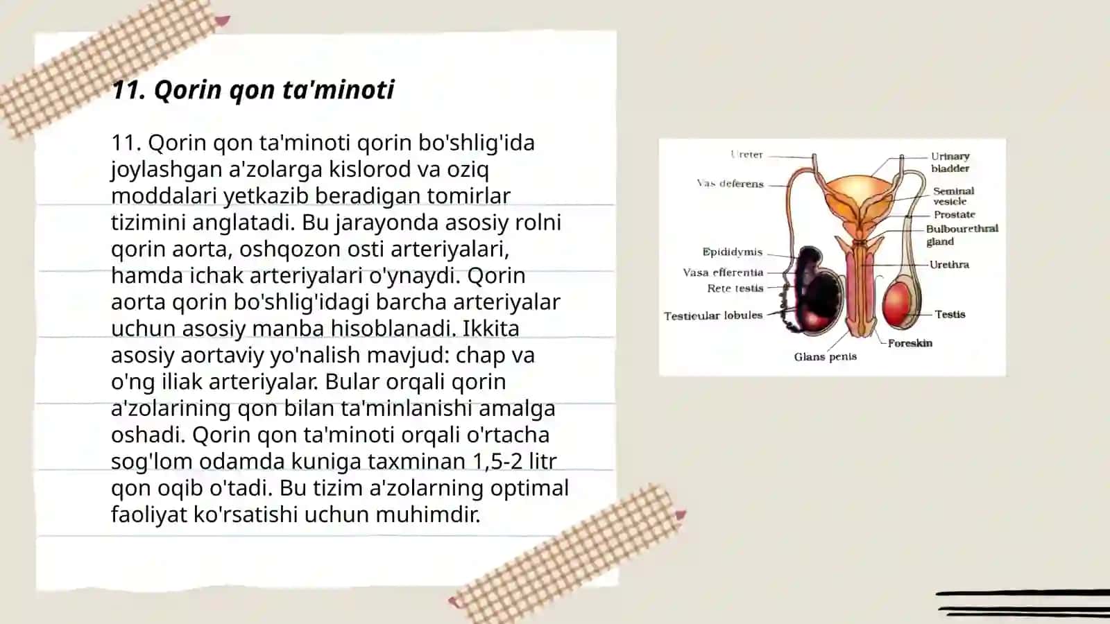 Qorin qon ta'minoti 3