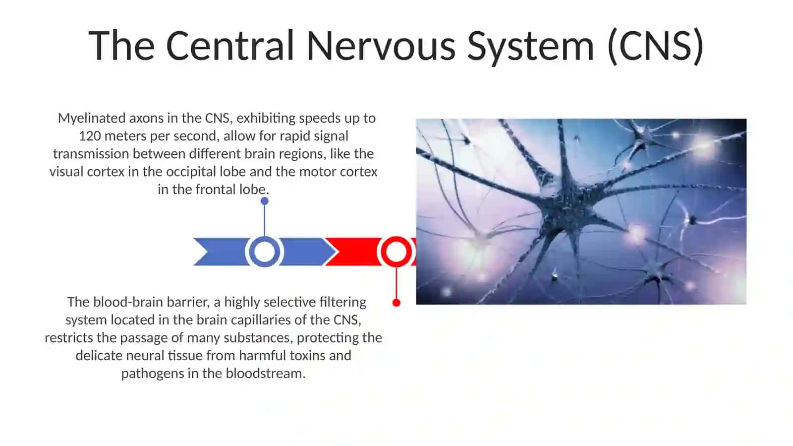 Nervus system 3