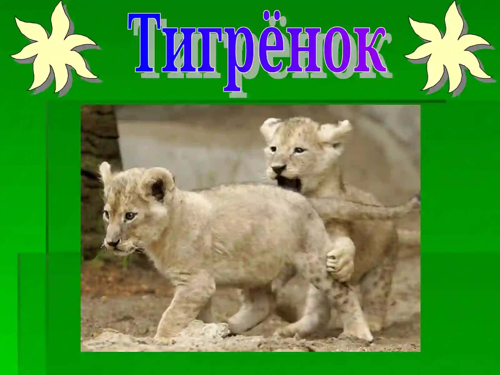 Тигр, Тигрёнок, Лев, Рысь 3