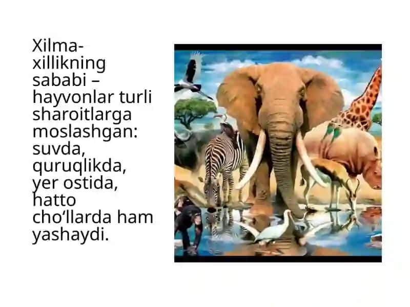 Hayvonot olamining xilma xilligi va tabiatda tutgan o’rni 3