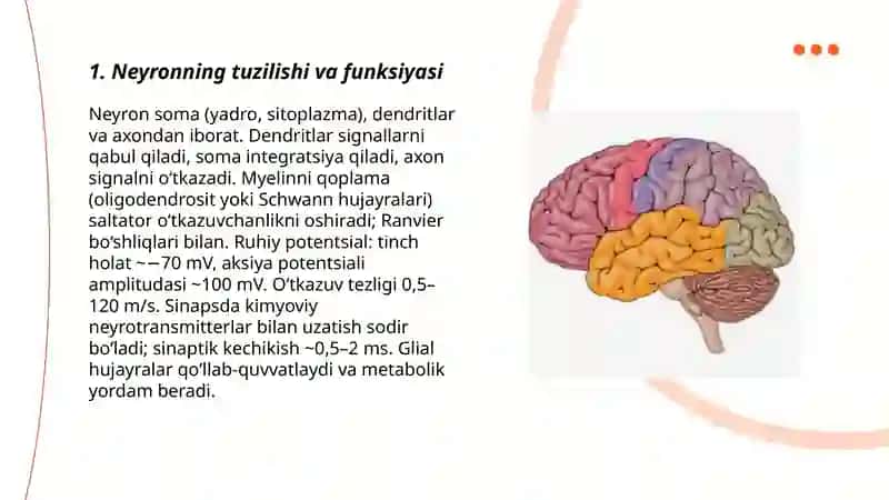 Asab tizimining umumiy fiziologiyasi 3