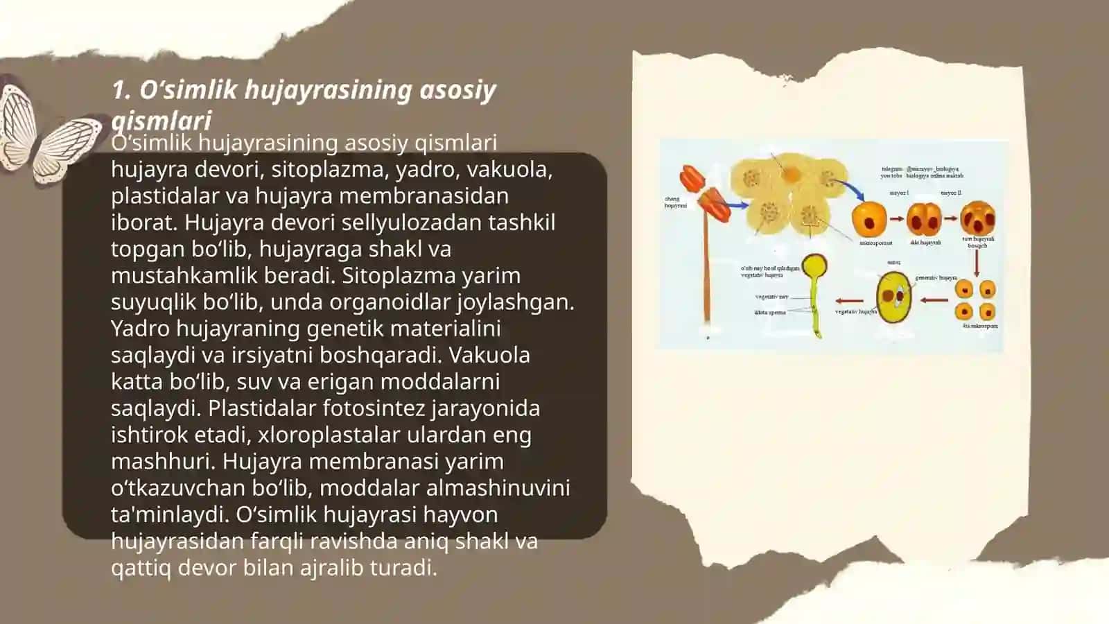 Oʻsimlik hujayrasining tuzilishi va ontogenezi 3