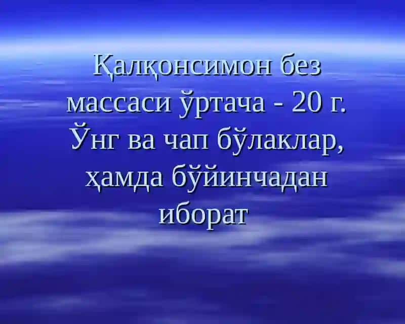 Қалқонсимон без ва уни функсияси 3