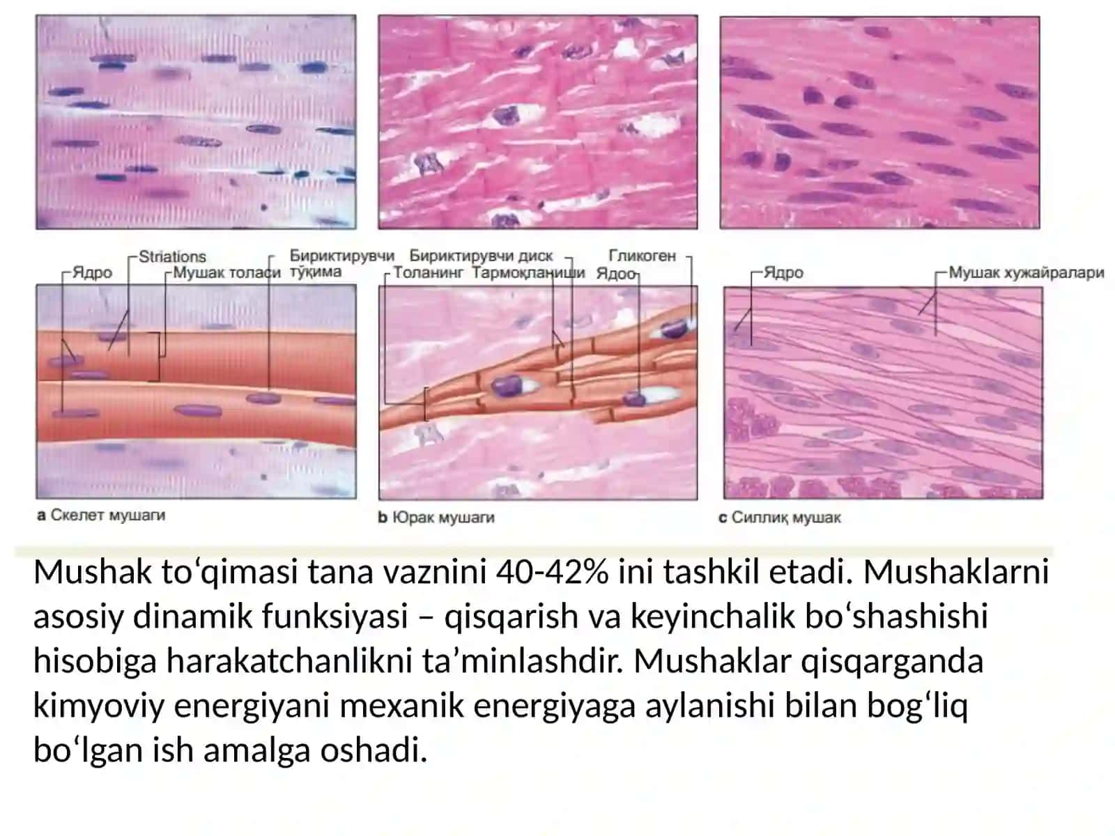 MUSHAK SISTEMASI BIOKIMYOSI 3