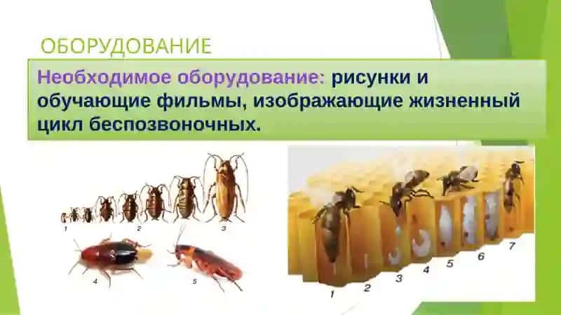 Практическая работа 5. «Изучение жизненного цикла таракана и пчел». 3