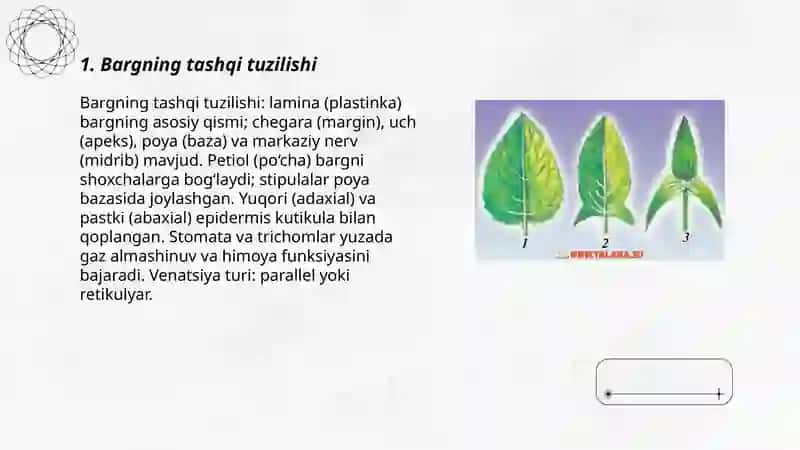 Barg va uning turlari 3