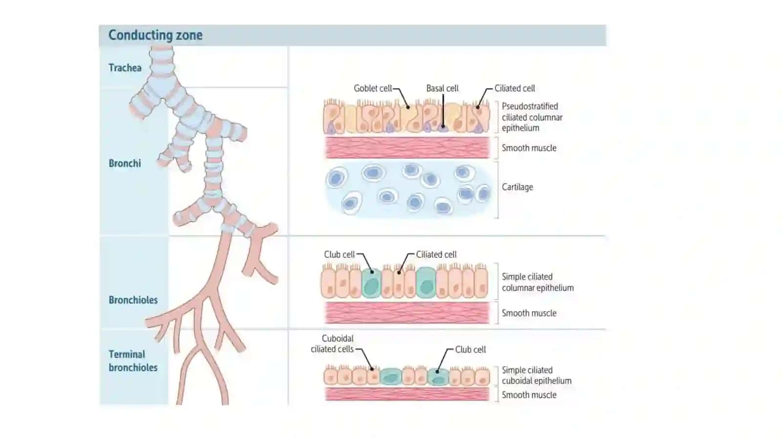 TRACHEA 3