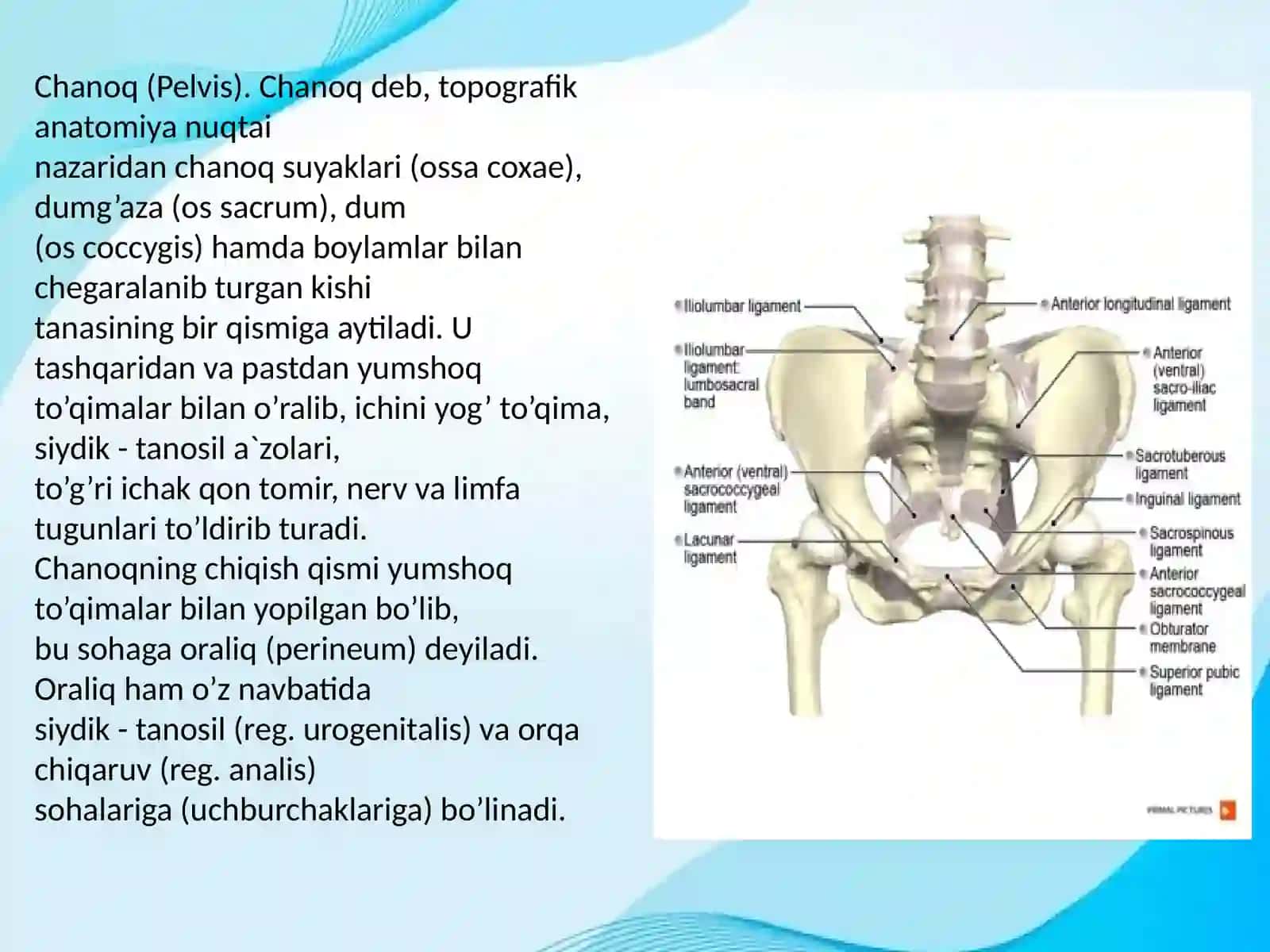 Klinik anatomiyasi 3