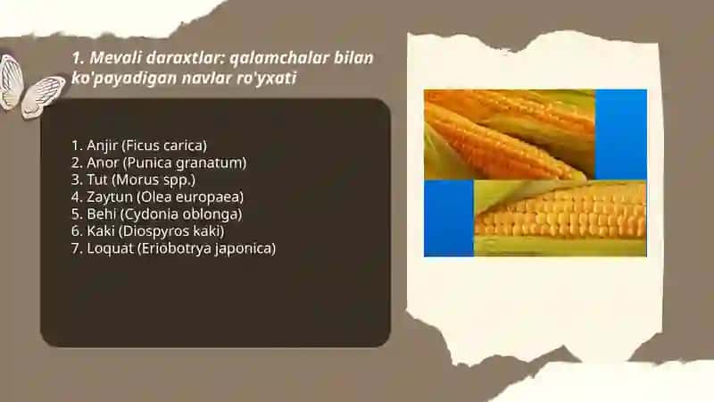 Madaniy osimliklarniniʼg qalamchalari va yovvoyi oʻsimliklarning ildiz bachki va ildiz poyalar yordamida kopayuvchi oʻsimliklar royhati 3