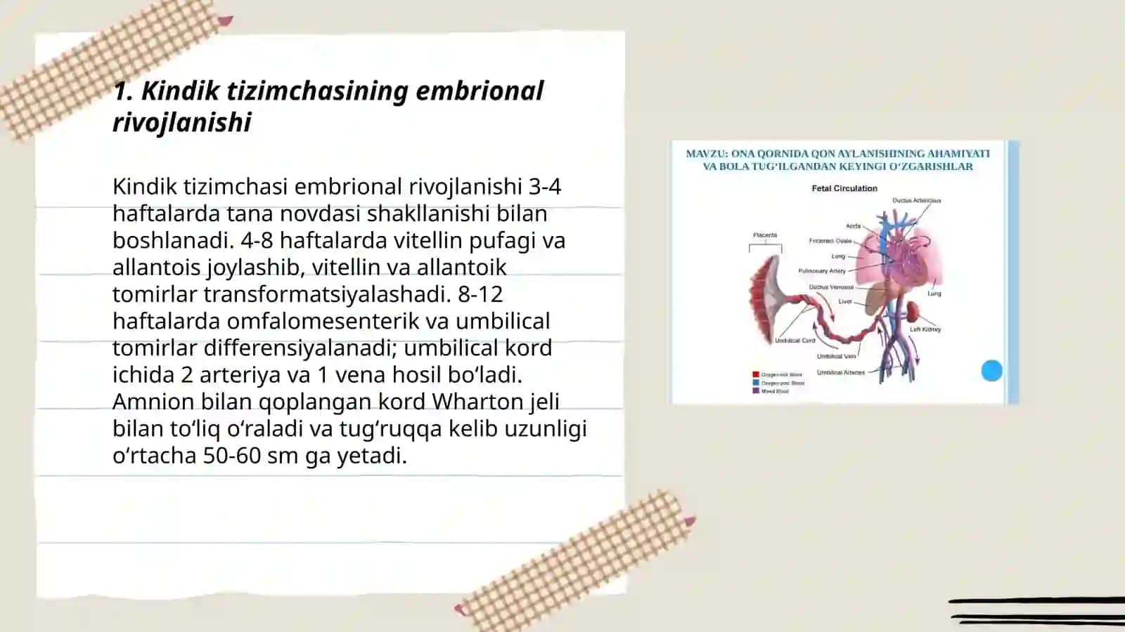 Kindik tizimchasi embrional rivojlanishi 3