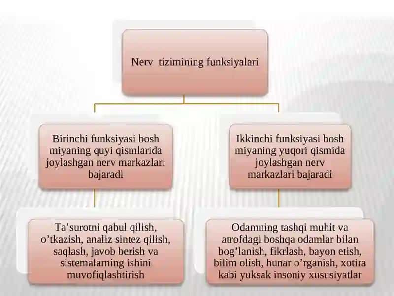NERVTIZIMINING VA OLIY NERV FAOLIYATINING YOSH HUSUSIYATLARI 3
