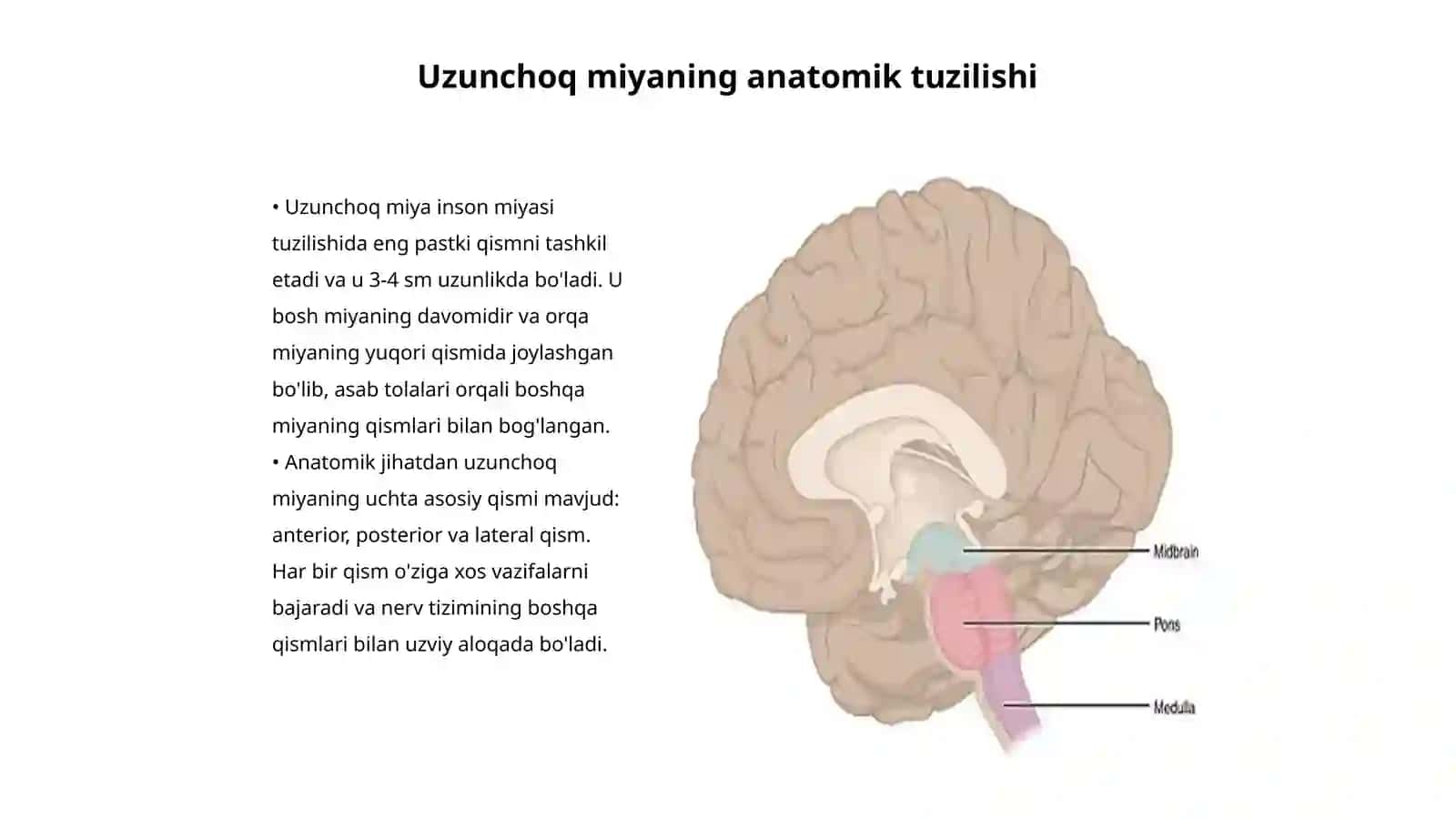 Uzunchoq miya (Medulla oblongata) 3