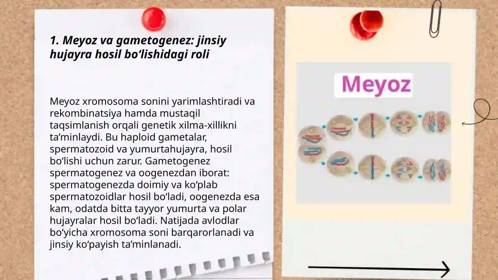 Meyozning biologik ahamiyati 3