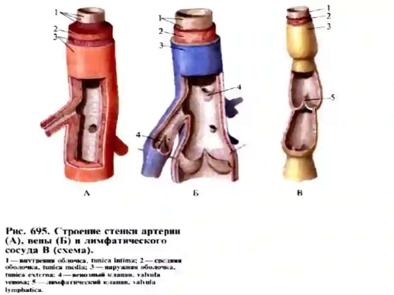 ФИЗИОЛОГИЯ МИКРОЦИРКУЛЯЦИИ. ОСОБЕННОСТИ КРОВООБРАЩЕНИЯ  В РАЗЛИЧНЫХ СОСУДИСТЫХ ОБЛАСТЯХ 3