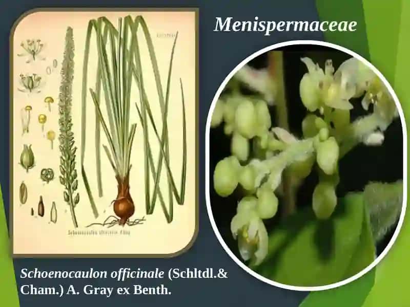 Alkaloidlarning ta'rifi 3