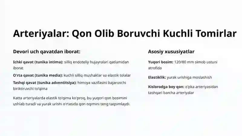Qon Tomirlari: Arteriya, Vena va Kapillyarlarning Tuzilishi 3