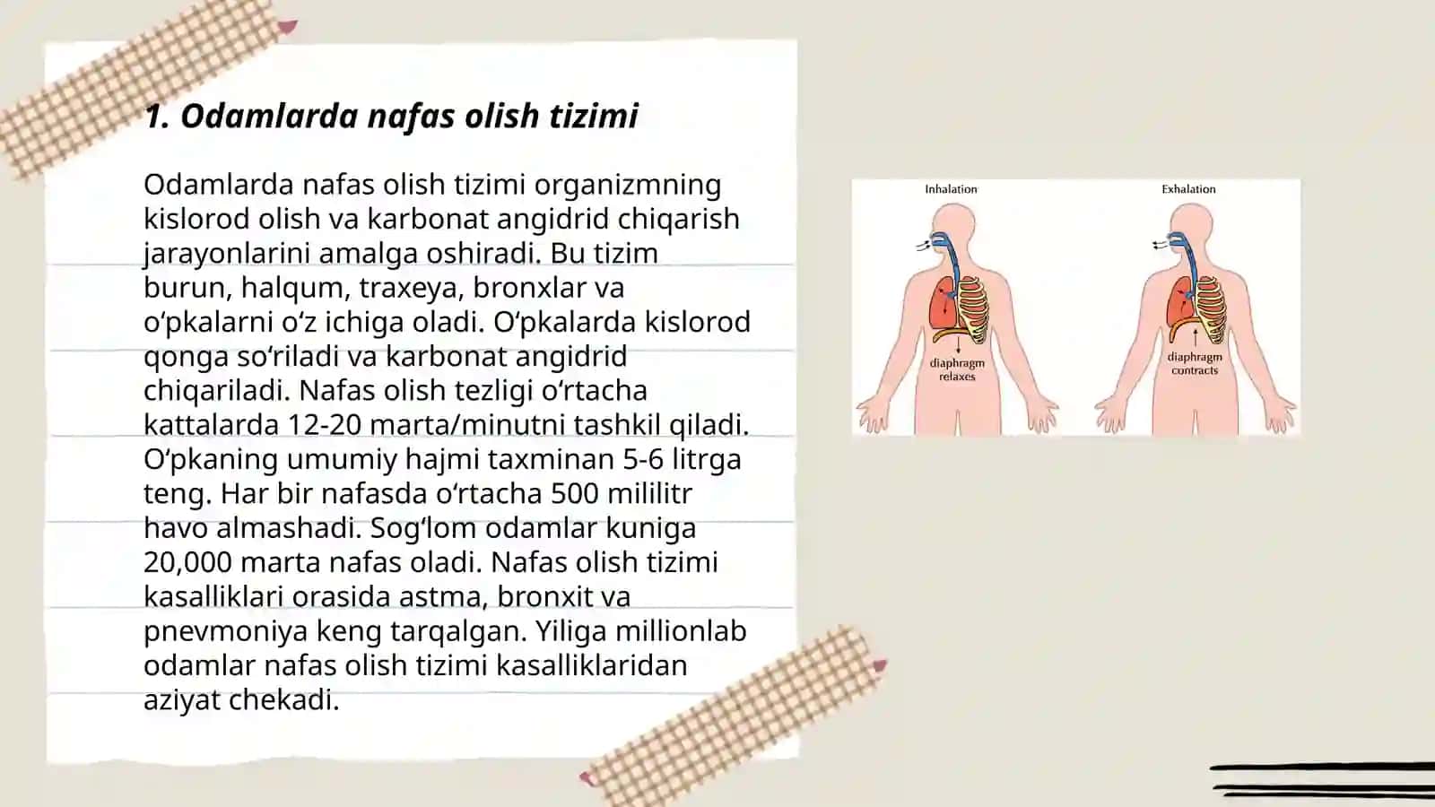 Odam va hayvonlarning nafas olishi 3