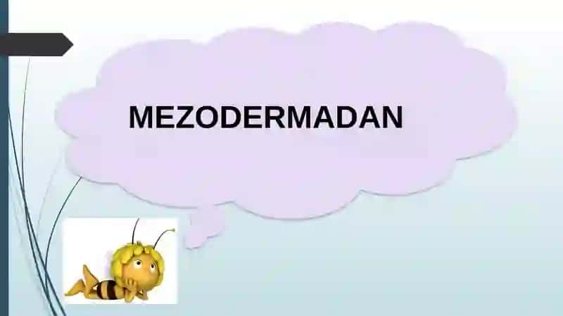 HAYVONLARNING HAZM QILISH ORGANLARI EVOLUTSIYASI 3