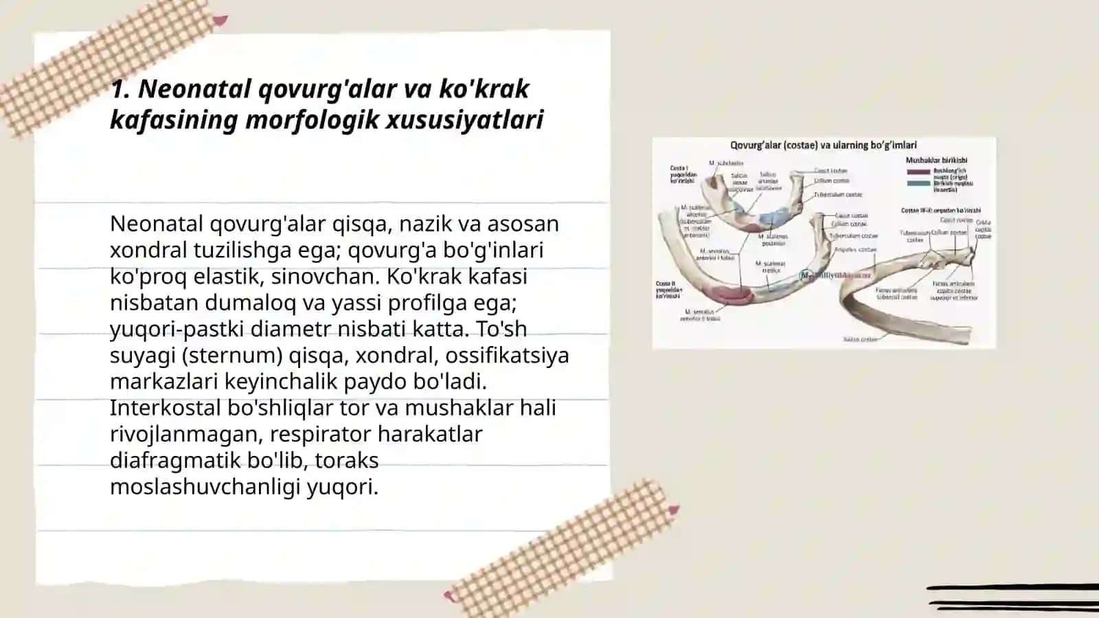 Neonatal qovurg'alar va ko'krak kafasining morfologik xususiyatlari 3