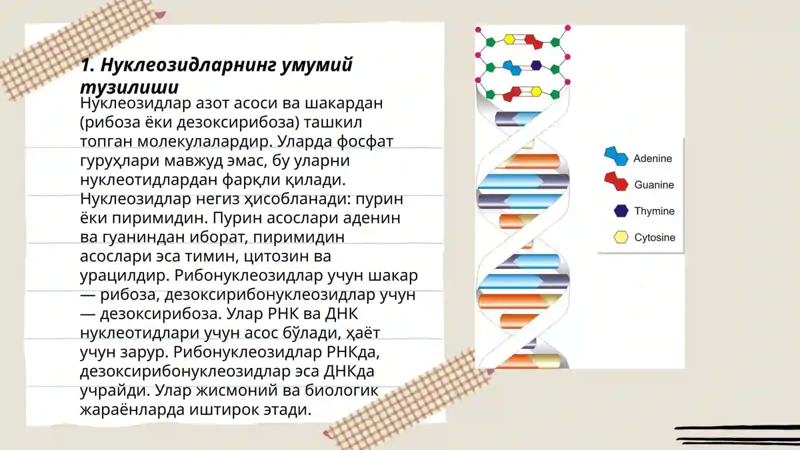 Нуклеозидлар ва нуклеотидларнинг тузилиши ва хоссалари 3