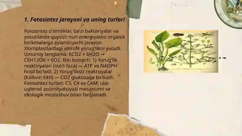 O'simliklarda kechadigan fiziologik jarayonlar 3