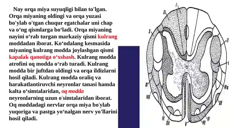 Orqamiyaning tuzilishi va funksiyasi 3