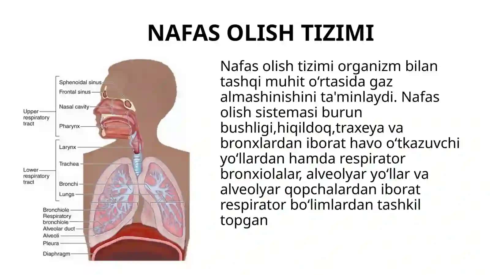 Nafas olish sistemasi 3