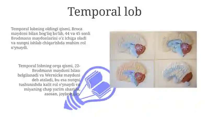 Bosh miya katta yarmsharlari poʻslogʻining tuzilishi 3