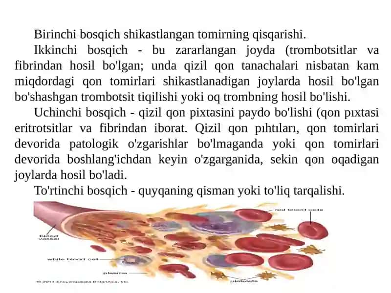Normal qon ivish tizimi 3