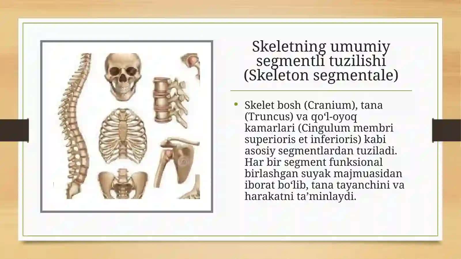 Skeletni segmenti tuzilishi, uning tuzulishi prinsiplari. Umurtqa pogʻonasini yosh va jinsga nisbatan farqlari. Koʻkrak qafasini yoshga nisbatan xususiyatlari, uning shakllanishiga sport va mehnat faoliyatini taʼsiri. Rivojlanish nuqsonlari 3