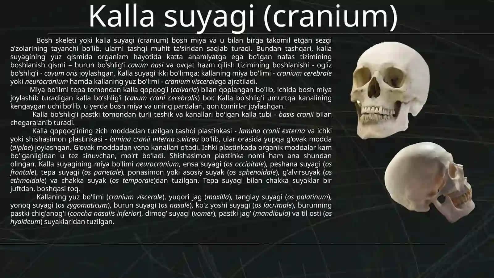 KALLA SUYAGI. KALLA SUYAGINING MIYA QISMI SUYAKLARI: ENSA, TEPA, PESHONA VA G’ALVIR SUYAKLARI, ULARN 3