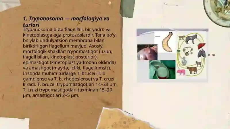 Xivchinlililar odam parazitlari 3