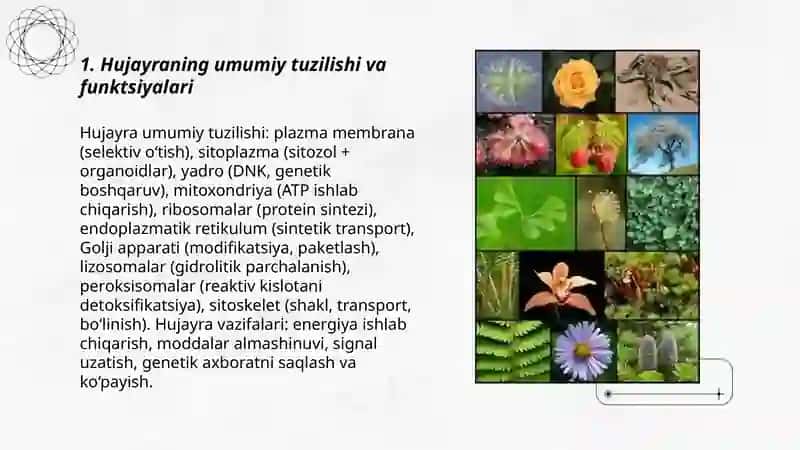 Hujayraning tuzilishi, organoidlari, rivojlanishi va ko'payishi 3