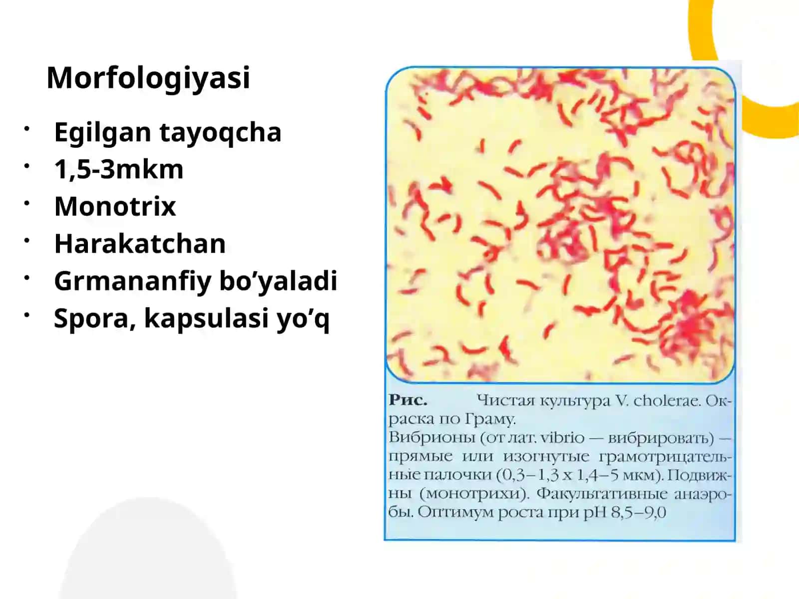 Patogen oʼta xavfli bakteriyalar 3