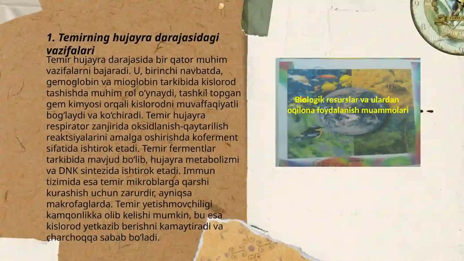 Temirning biologik ahamyati 3