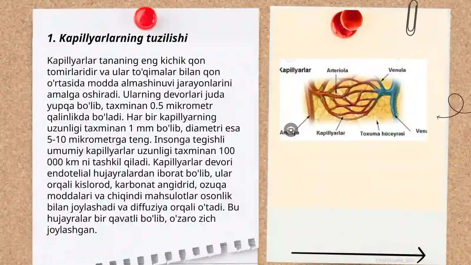 Kapillyarlar 3